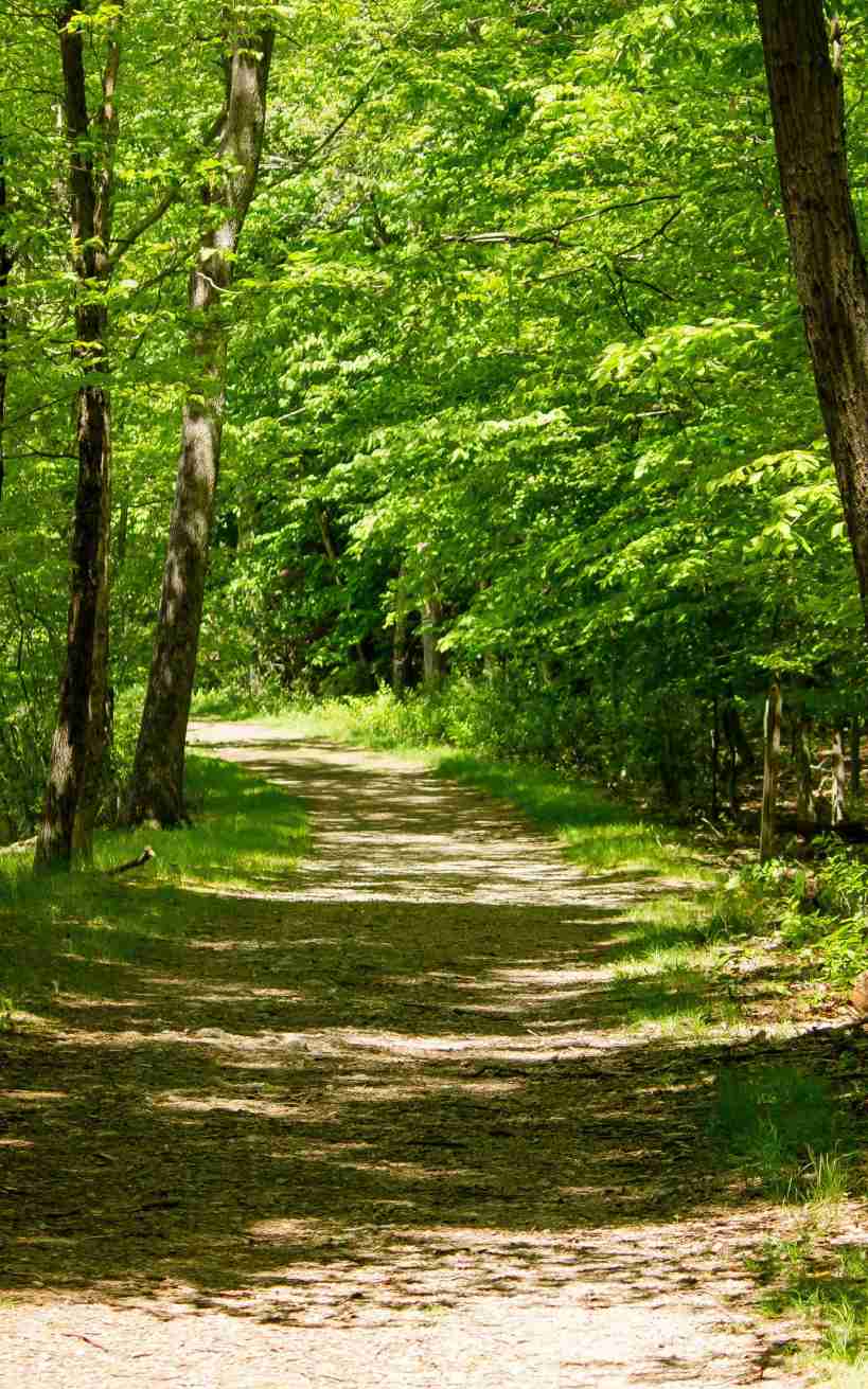 chemin-terre-au-milieu-arbres-forestiers-journee-ensoleillee